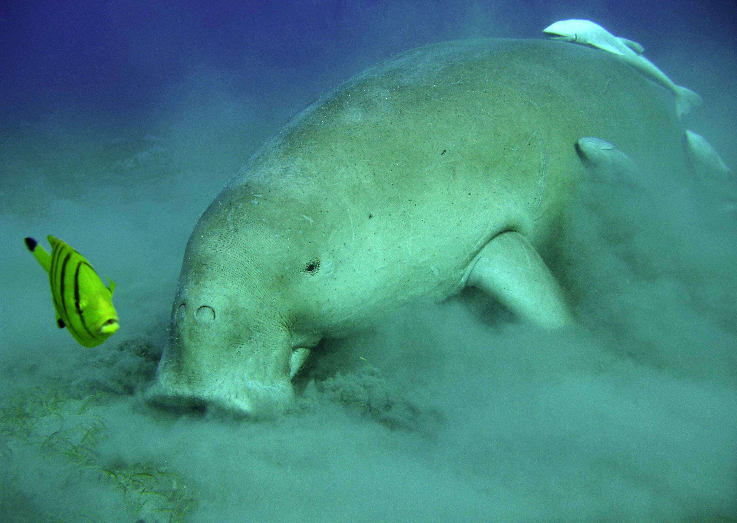 Genome of Steller’s Sea Cow Decoded